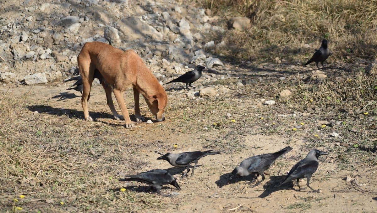 VIDEO: Ave juega con un perro y le muerde la cola cuando se voltea