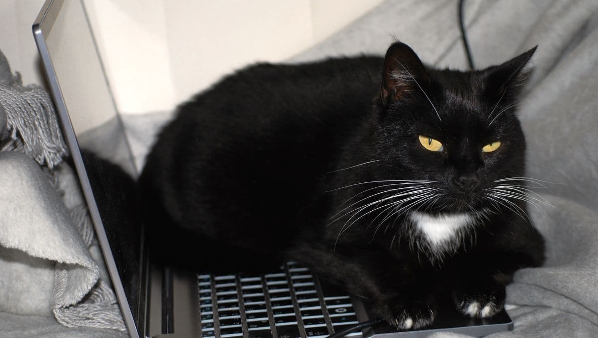 ¿Por qué mi gato se echa en mi computadora cuando estoy trabajando?