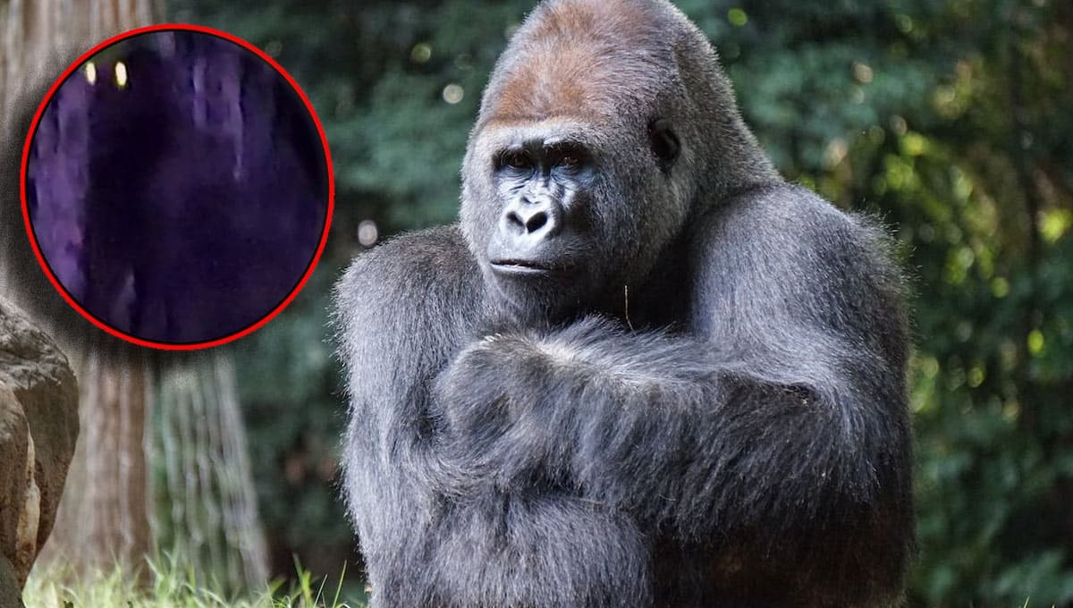 ¡Como en King Kong! Emiten alerta por gorila SUELTO en Hidalgo
