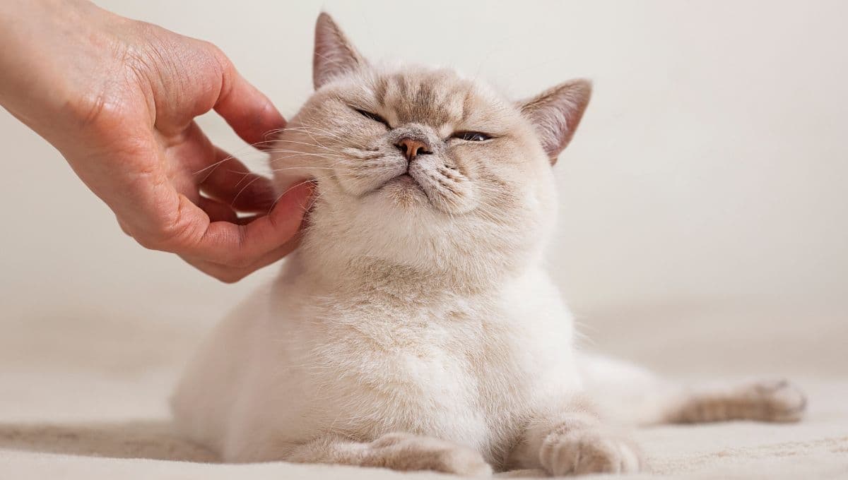 ¿Qué siente el gato cuando lo acaricias?
