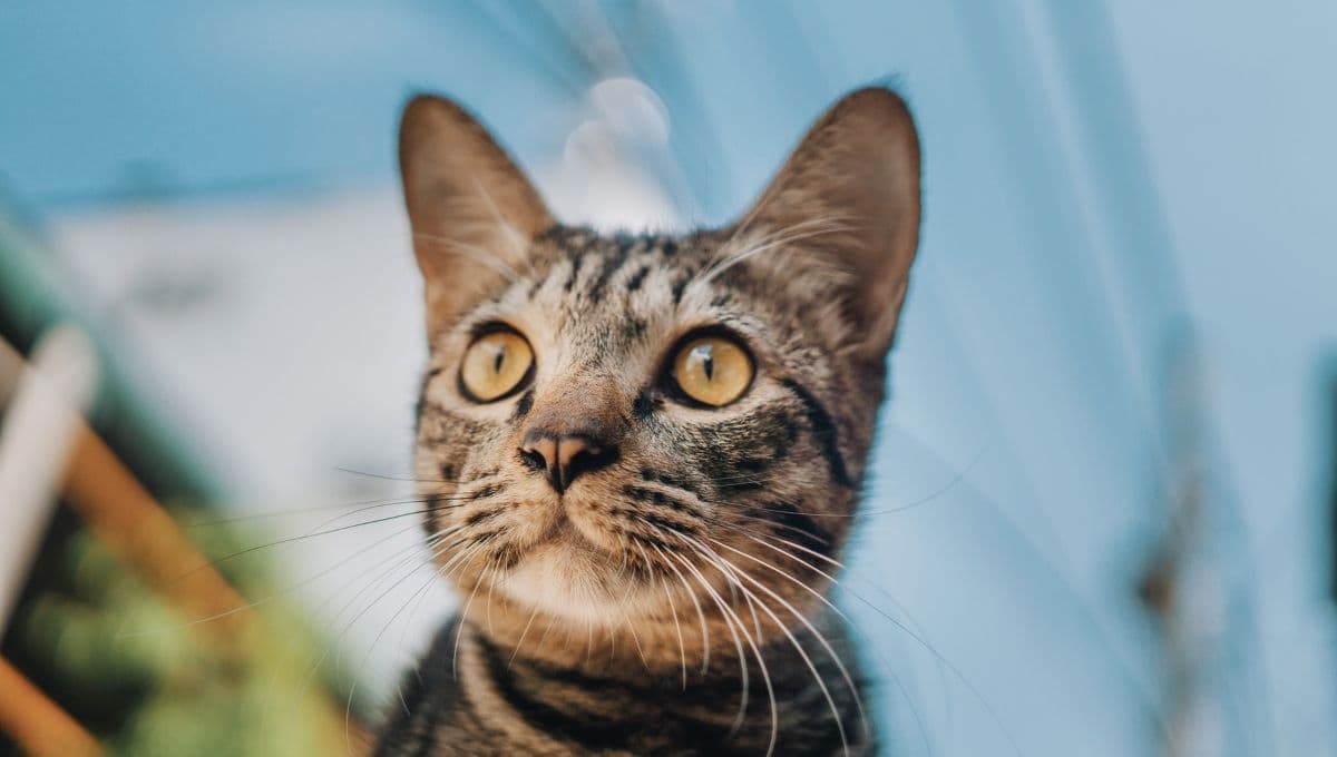 3 trucos de limpieza para quitar el olor de pipí de gato de mi casa