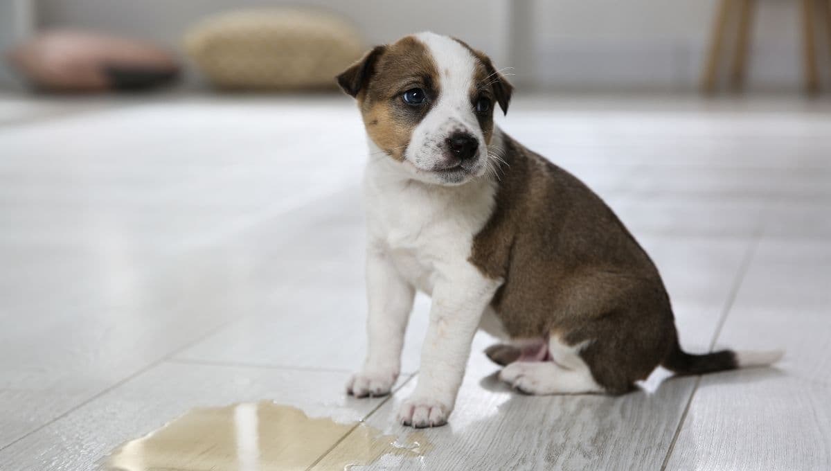 ¿Cómo quitar el olor de pipi de perro?