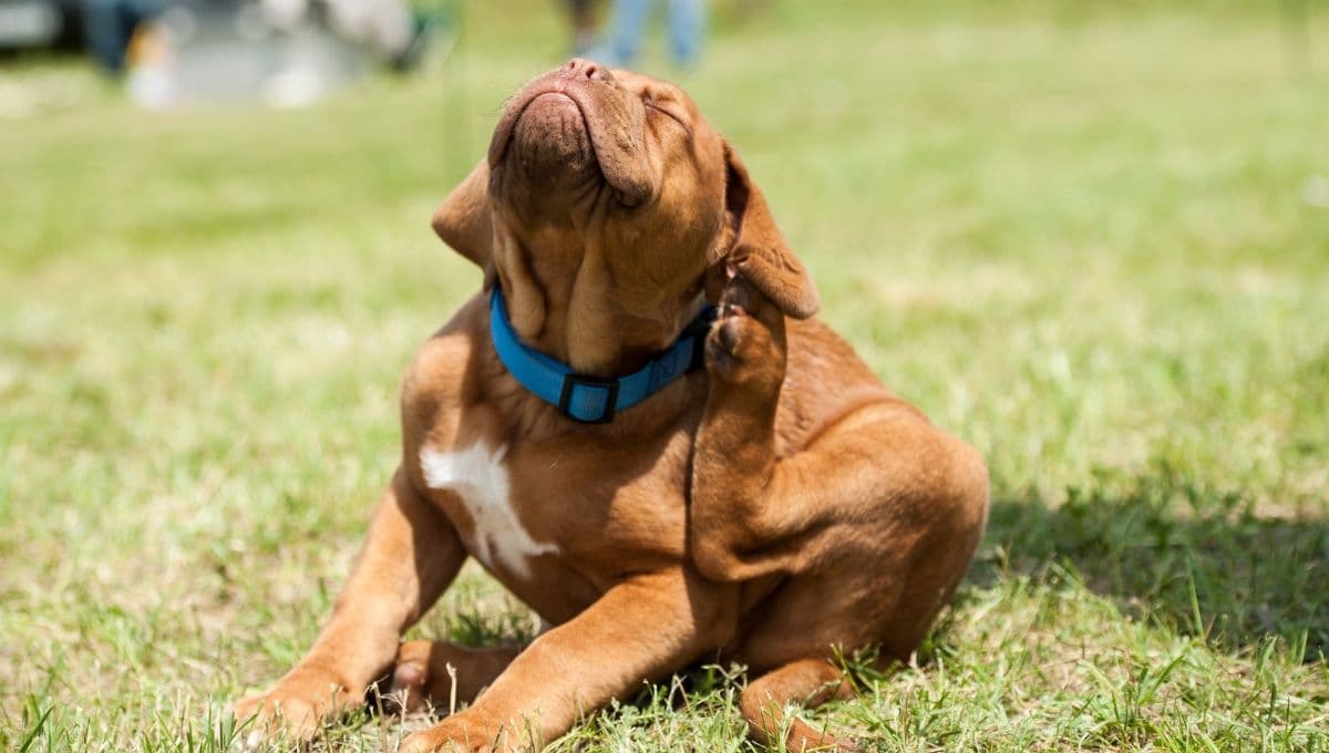 El producto para evitar que tus mascotas se llenen de pulgas