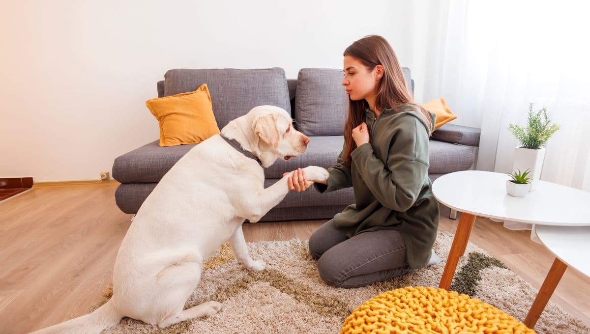 ¿Cómo hacer juguetes para perros para destreza mental?