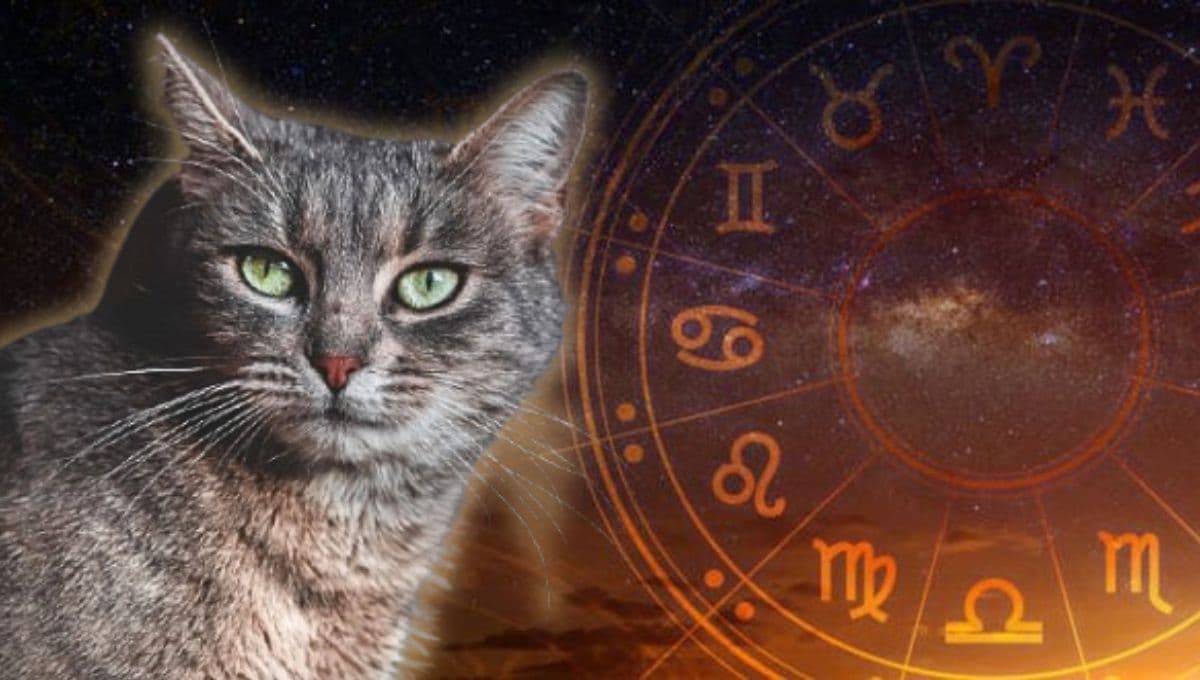 Horóscopo de tu gato: Las predicciones para tu michi hoy domingo 12 de enero