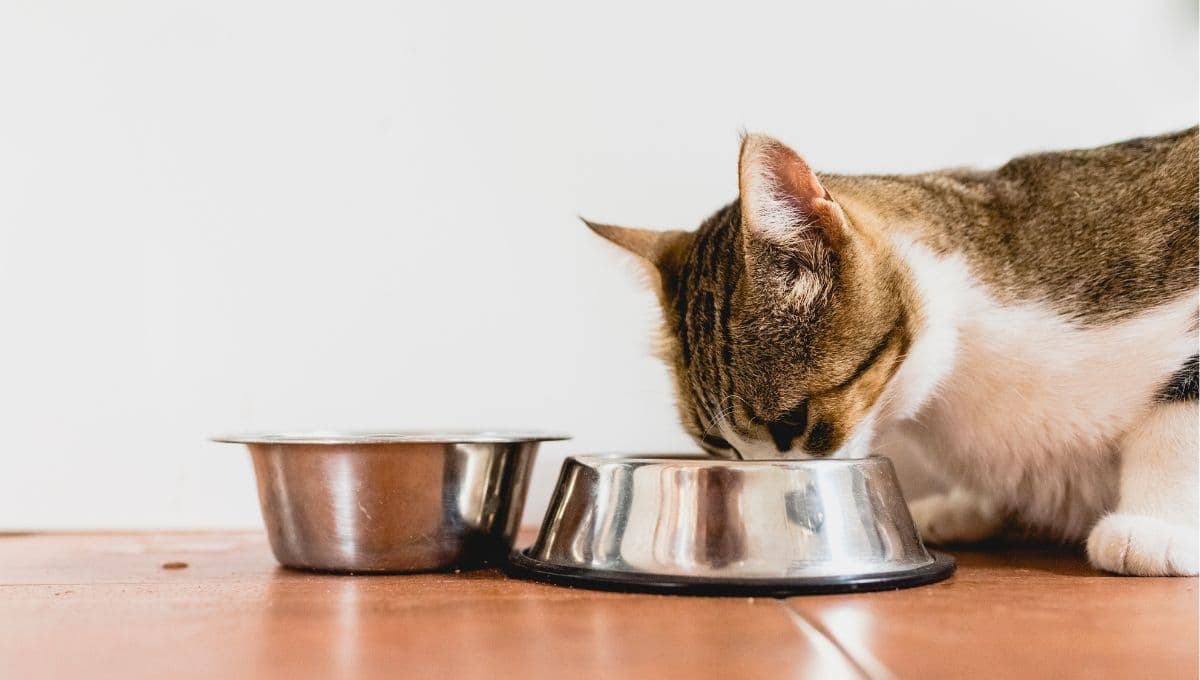Estas son las mejores croquetas PREMIUM para gatos