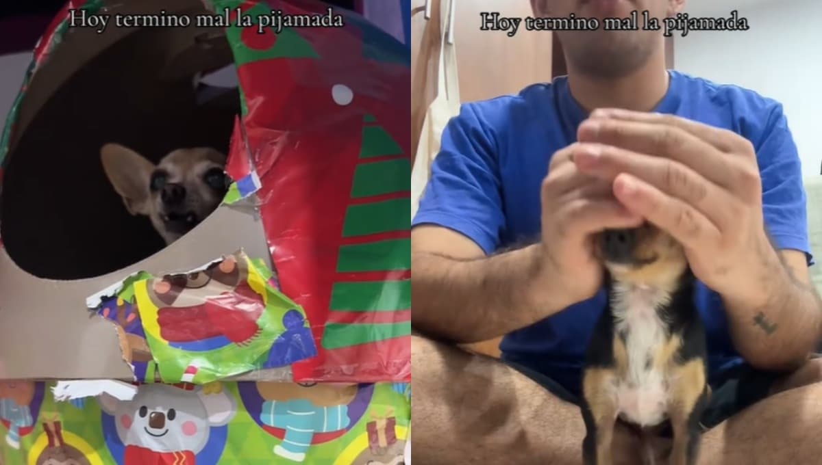 VIDEO: Intenta tener una pijamada tranquila con sus chihuahuas pero terminan en pelea
