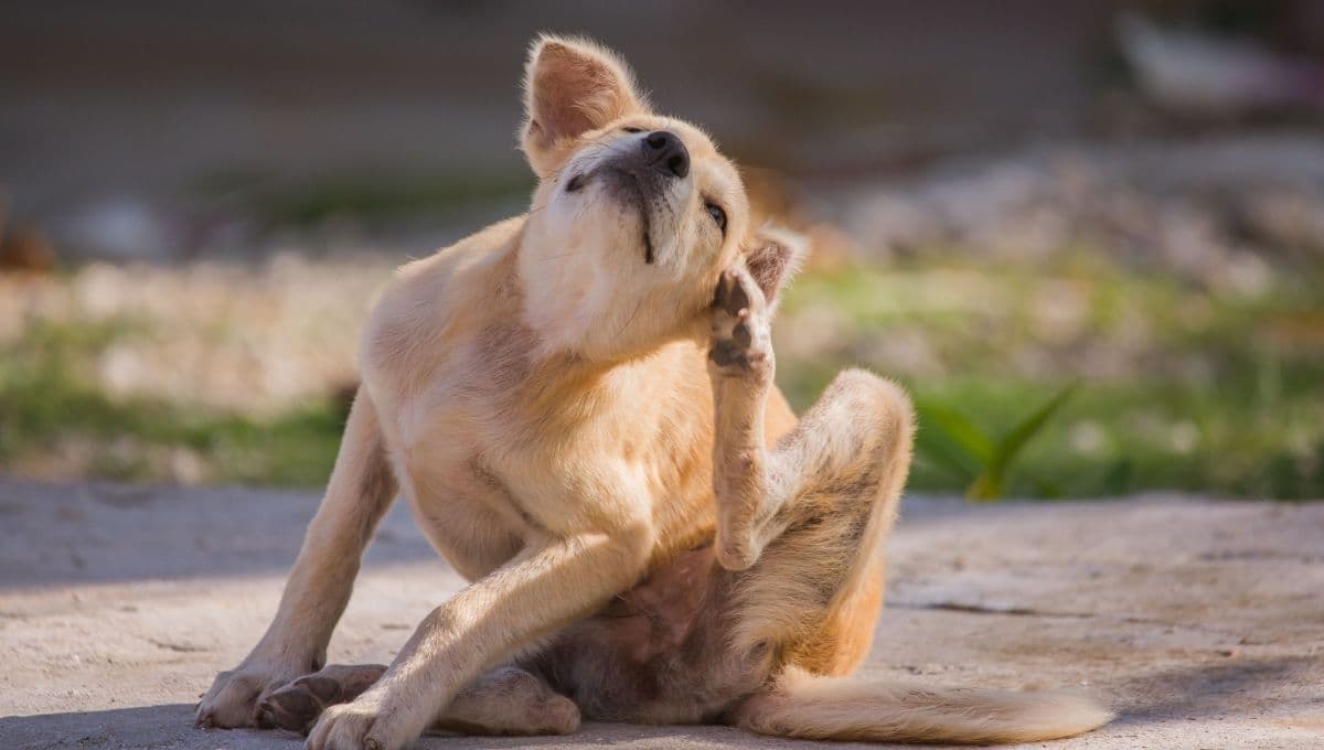 ¿Cómo sé que mi perro tiene sarna?