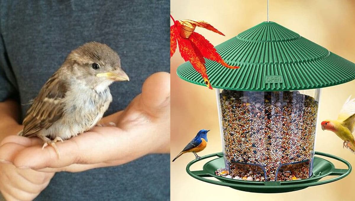 ¿Qué se pone en un comedero de aves para atraerlas?