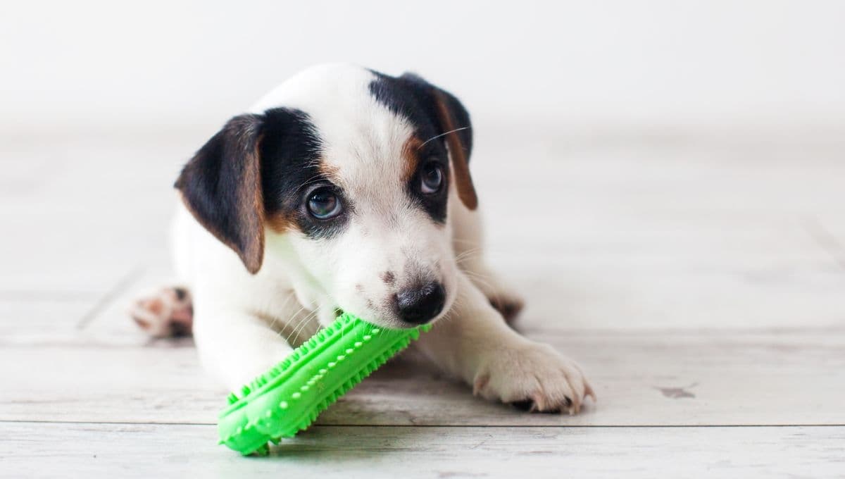 Tips para jugar correctamente con un cachorro sin lastimarlo