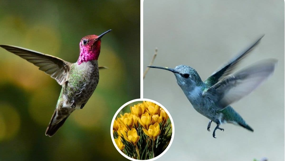 3 flores amarillas y bonitas para atraer colibríes a la casa