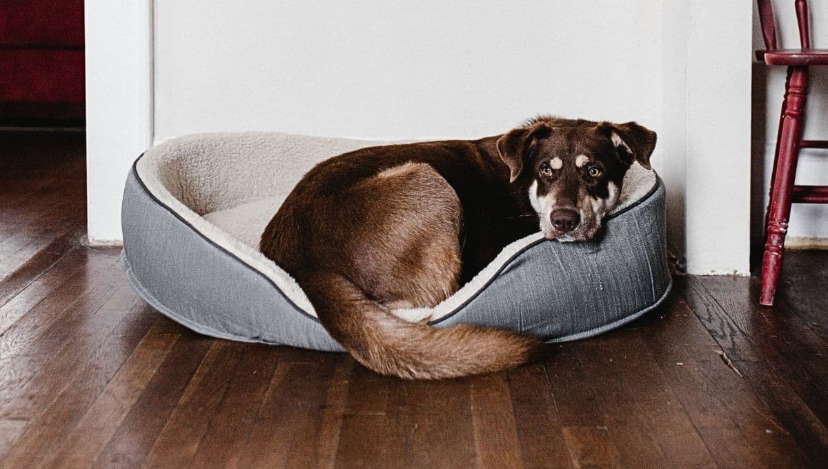 ¿Cómo hacer una cama para perro con ropa vieja?