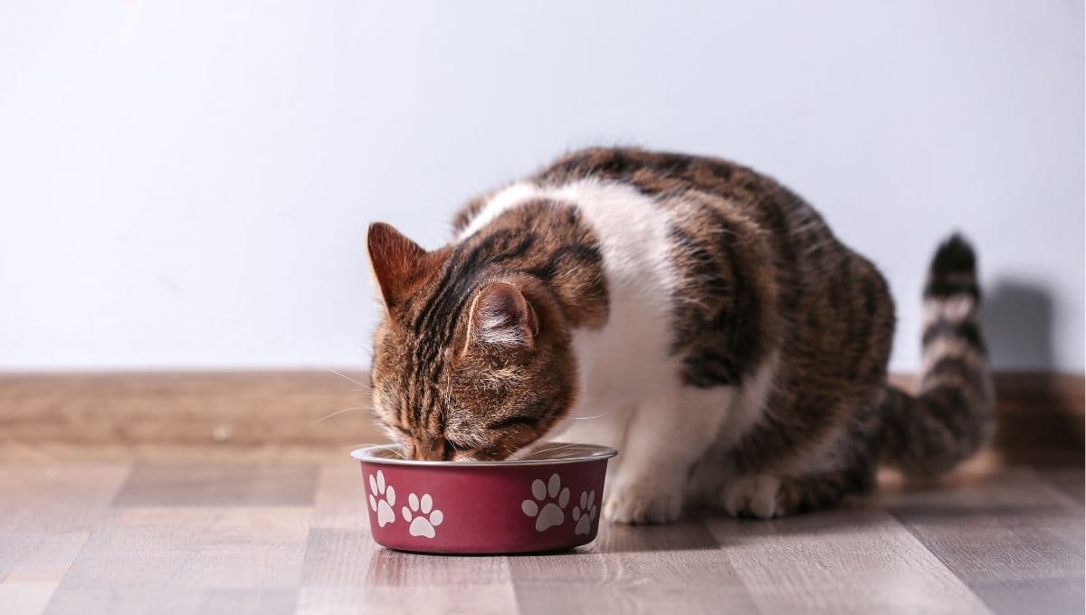 Comida húmeda para gatos con dos ingredientes, rápida y fácil de hacer para tus michis