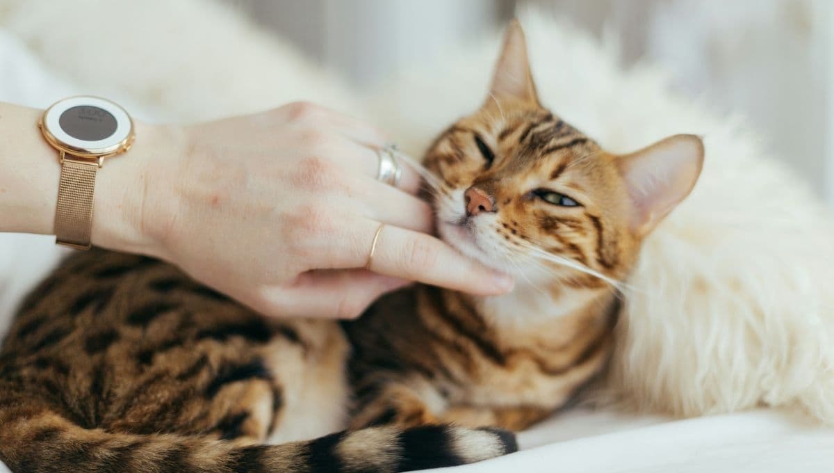 ¿Por qué mi gato se baña después de que lo acaricio?