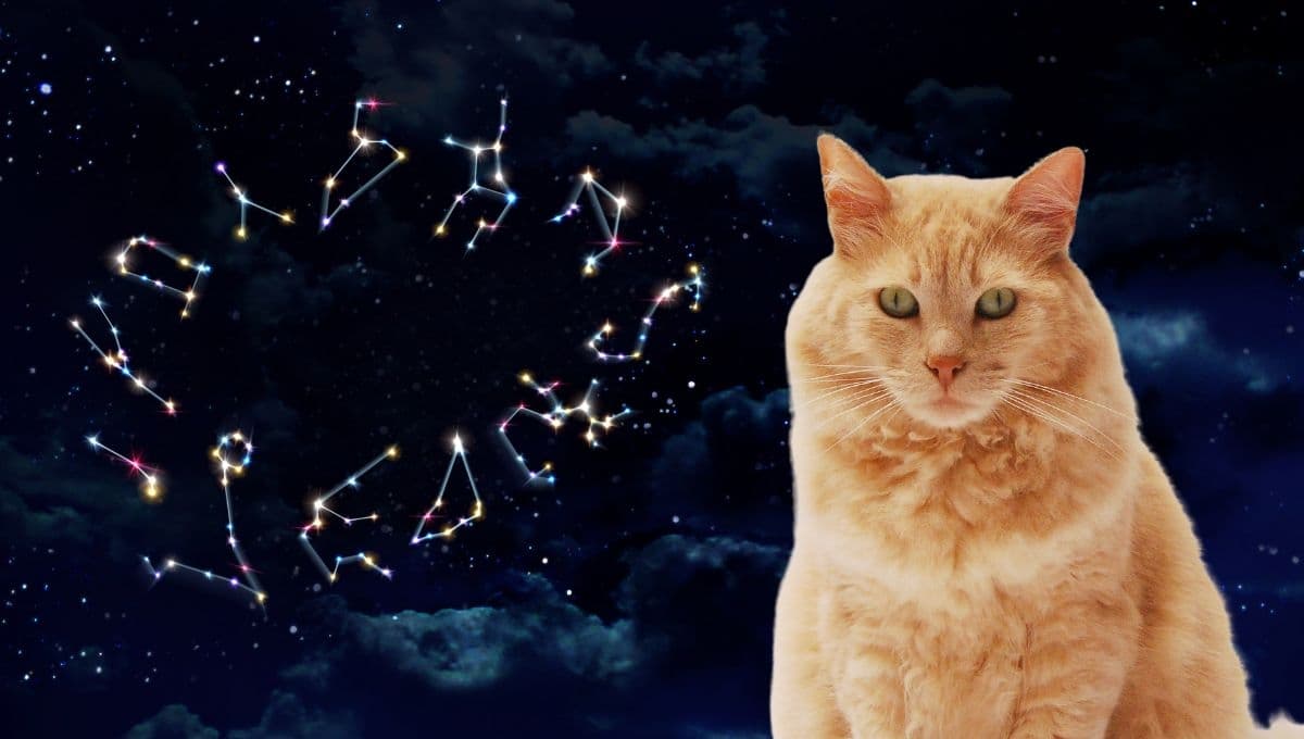 Horóscopo de tu gato: Las predicciones para tu michi hoy viernes 10 de enero