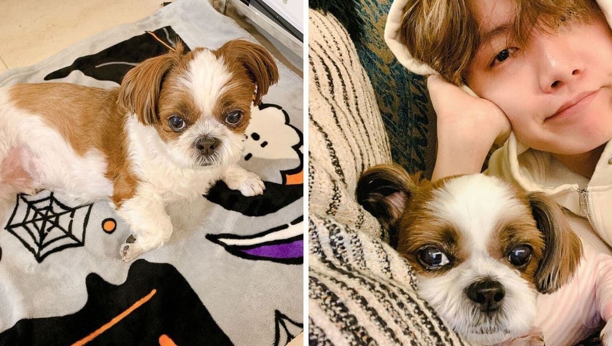 ¿Qué raza es Mickey, el perrito de J-Hope de BTS?