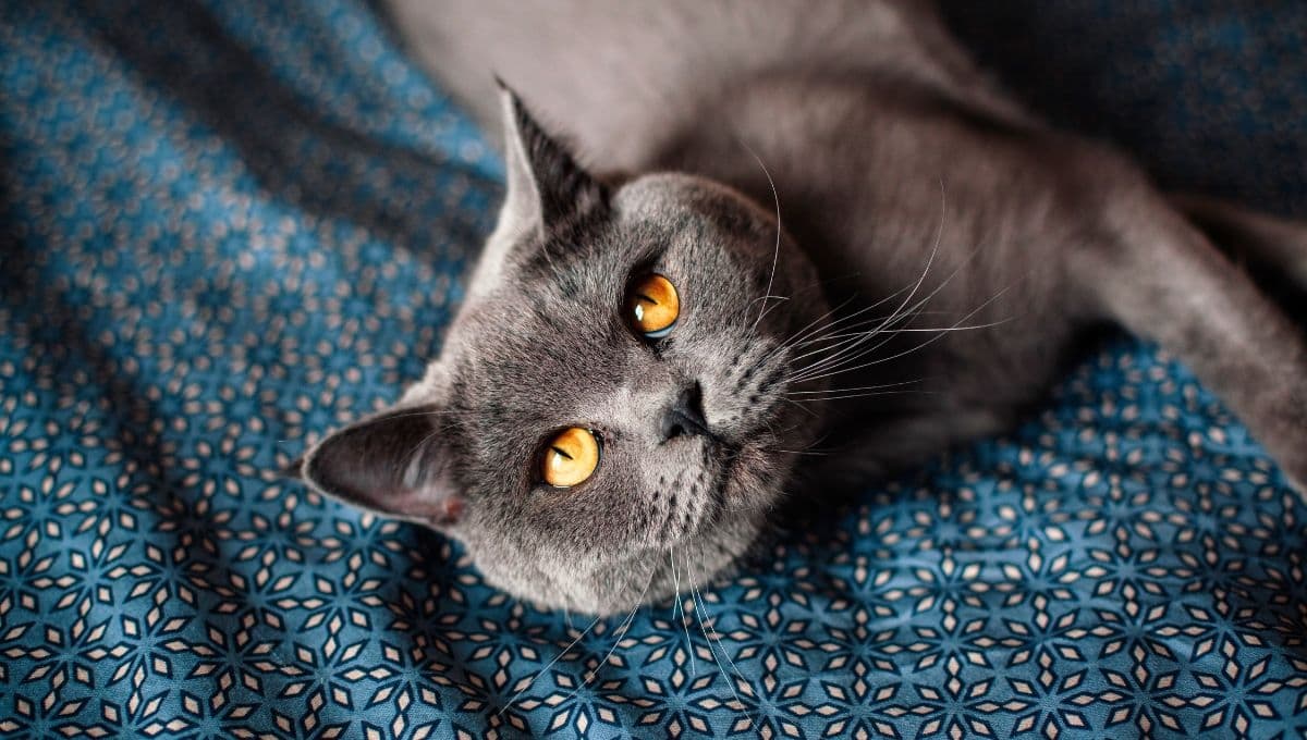 ¿Cómo saber si la arena de mi gato es buena? 3 tips para probar su eficiencia