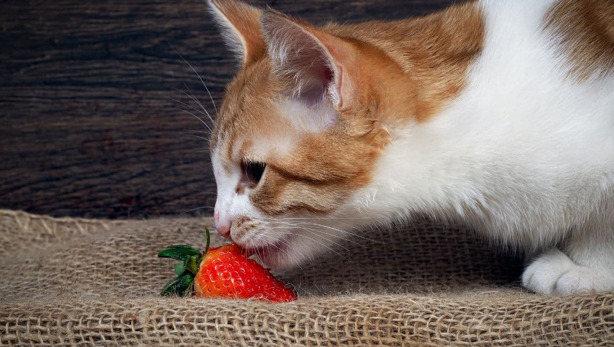 5 frutas qué mi gato sí puede comer