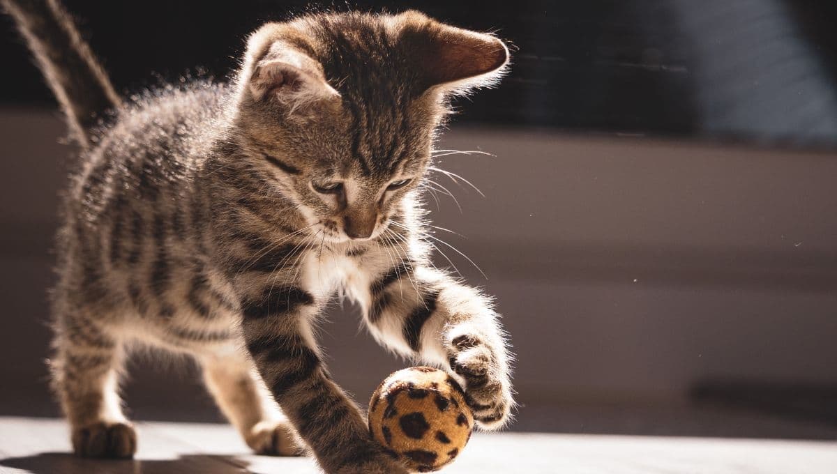 5 juegos de destreza caseros para gatos