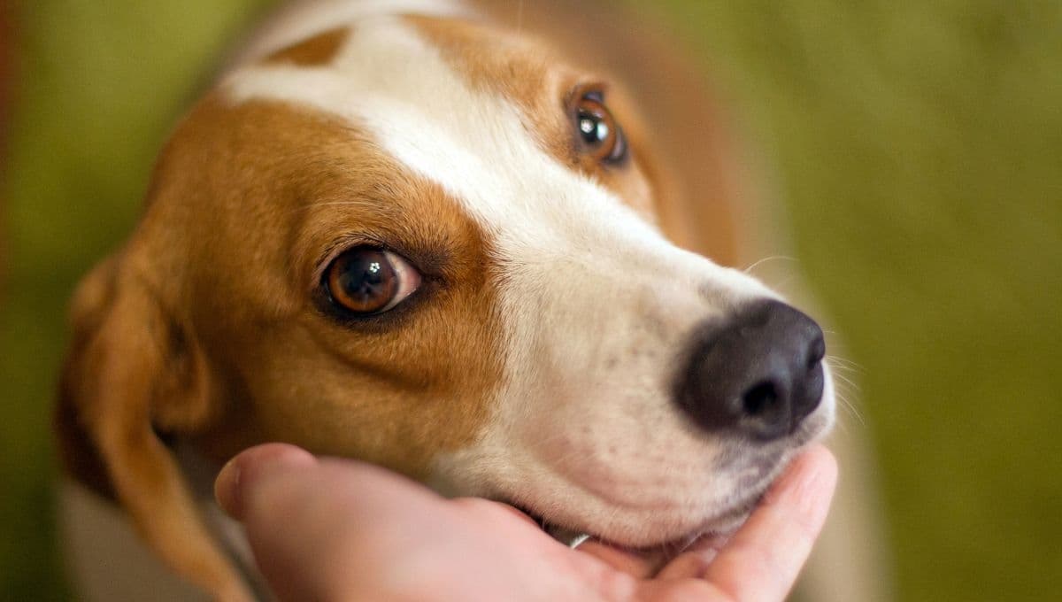 ¿Cuántos cacahuetes puede comer un perro al día?