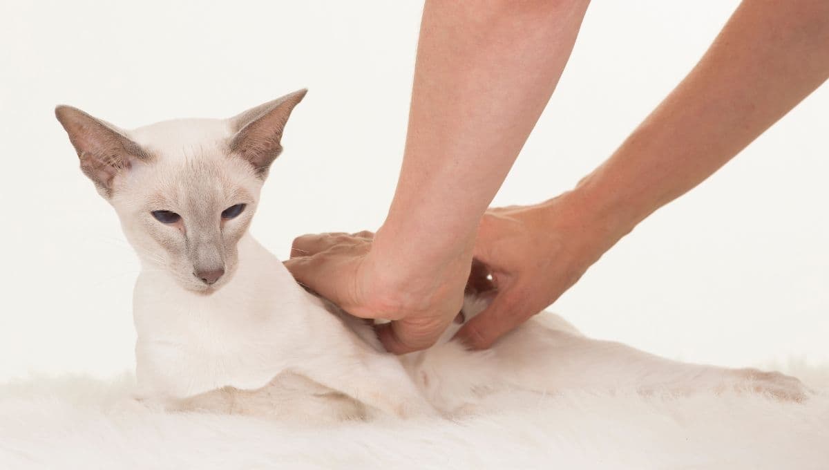 Los masajes para gatos con estreñimiento que debes practicar en tu michi
