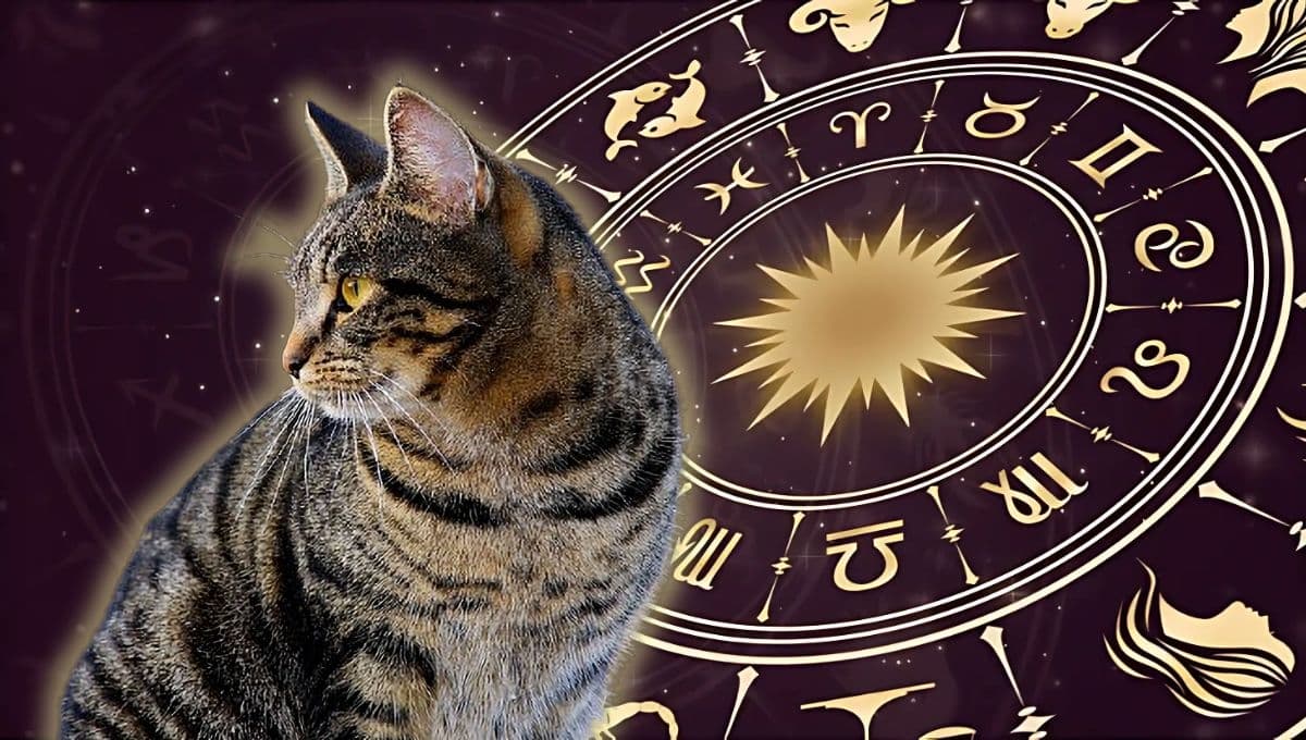 Horóscopo de tu gato: Las predicciones para tu michi hoy lunes 13 de enero