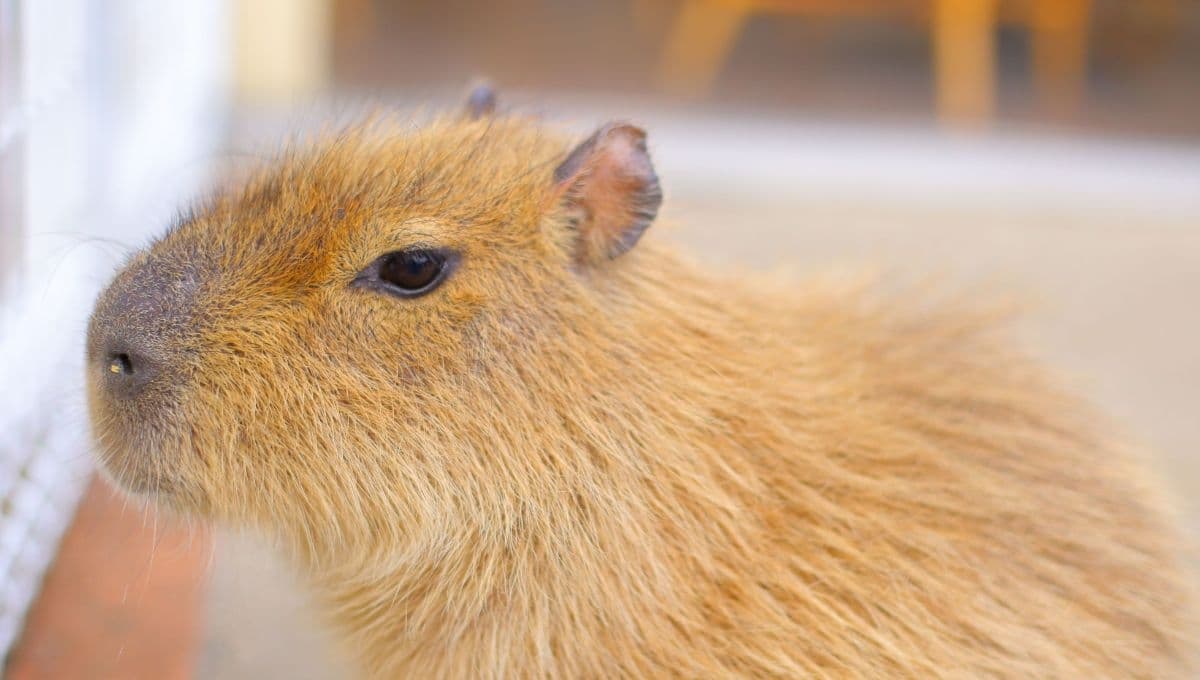 Los capibara se convierten en el animal más pedido a los Reyes Magos este 2025