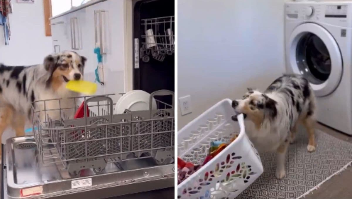 Perrito se vuelve viral por hacer el quehacer de su casa mientras su dueña está trabajando