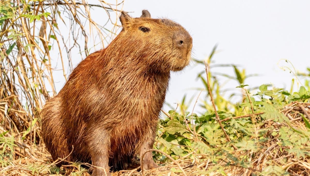 ¿Cómo tener un capibara de mascota en México en 2025?