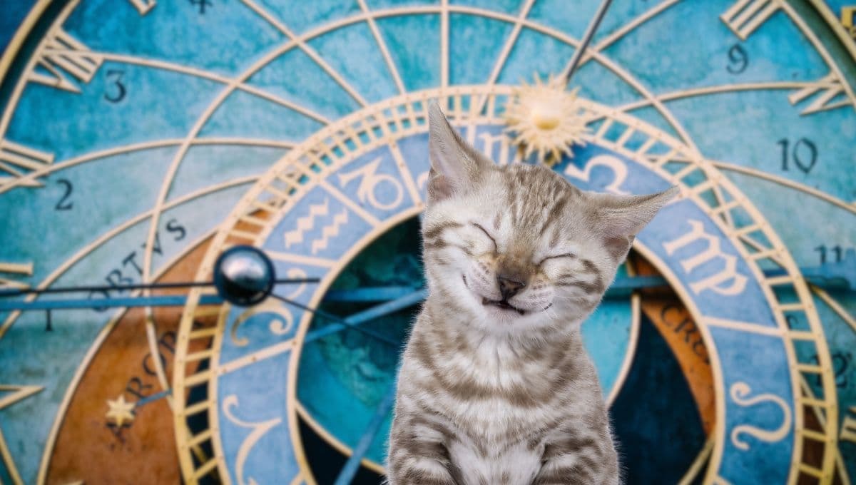 Horóscopo de tu gato: Las predicciones para tu michi hoy jueves 9 de enero
