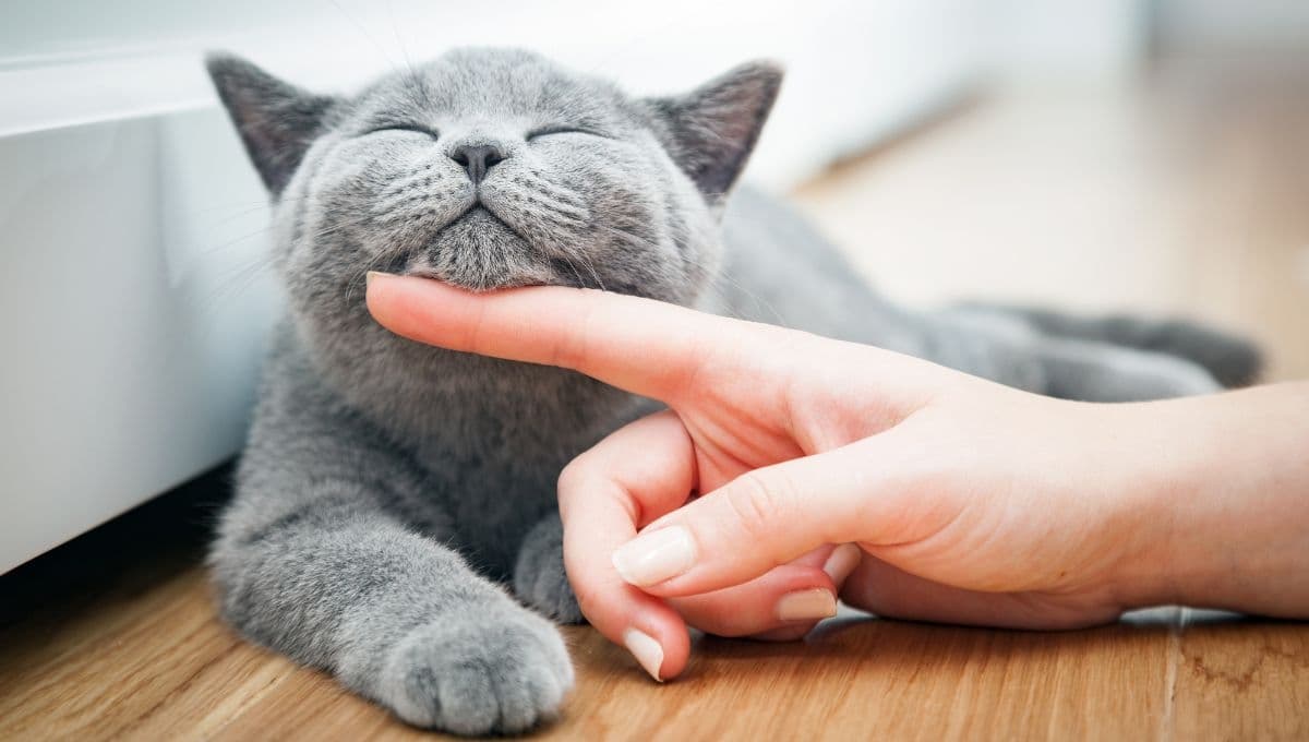 3 productos que te ayudarán a hacer más feliz a tu gato