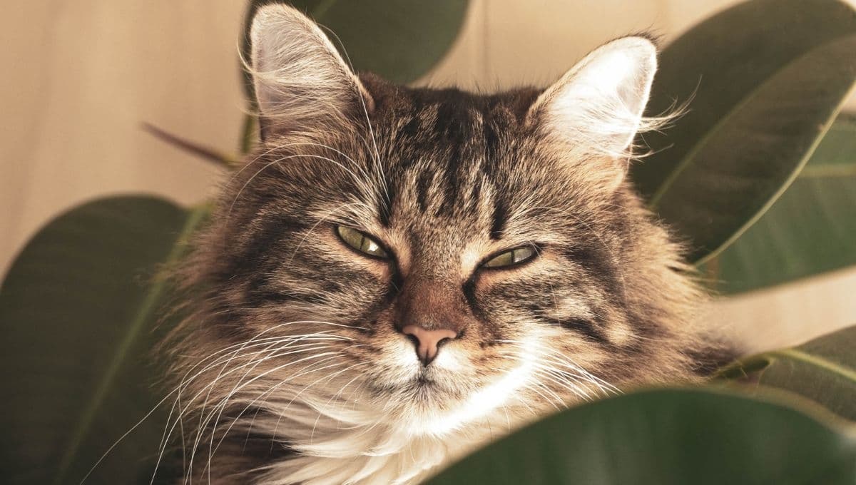 ¿La planta ‘cuna de Moisés’ es tóxica para los gatos?