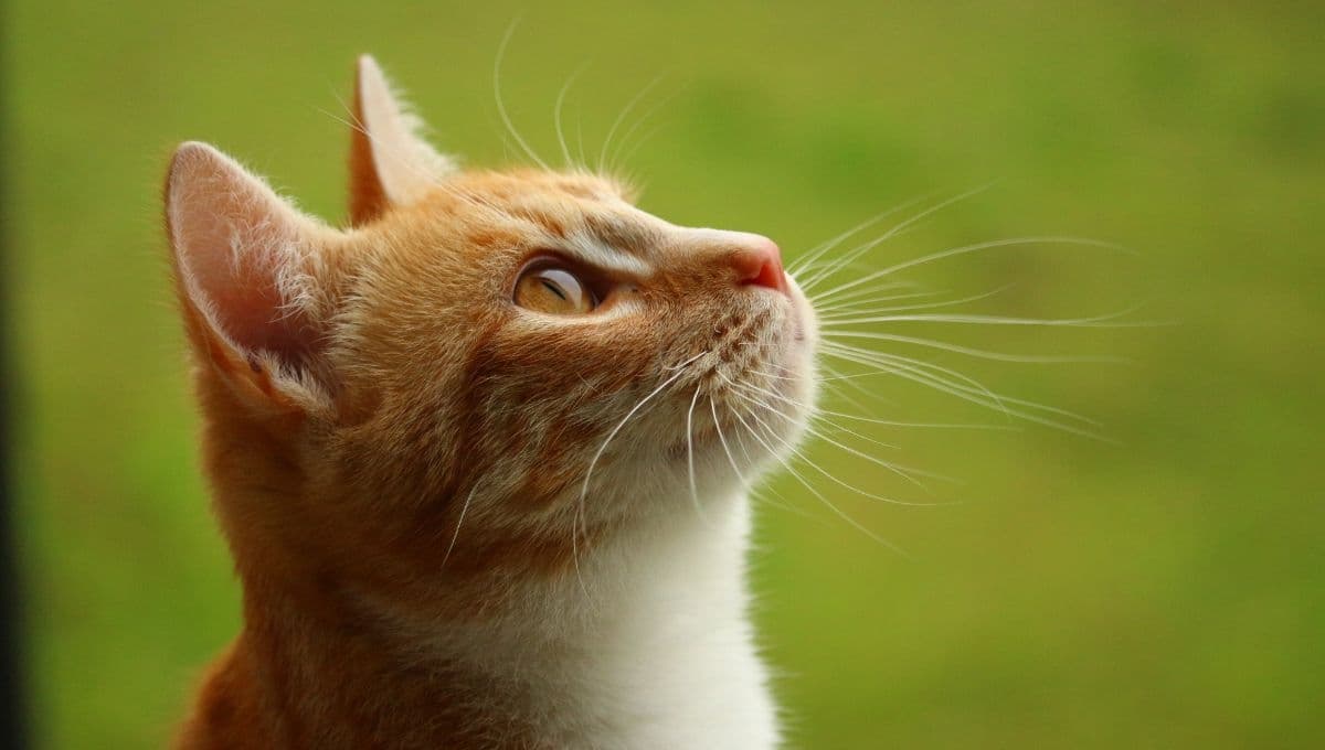 3 aceites esenciales que NUNCA debes darle a tu gato, son tóxicos para los michis