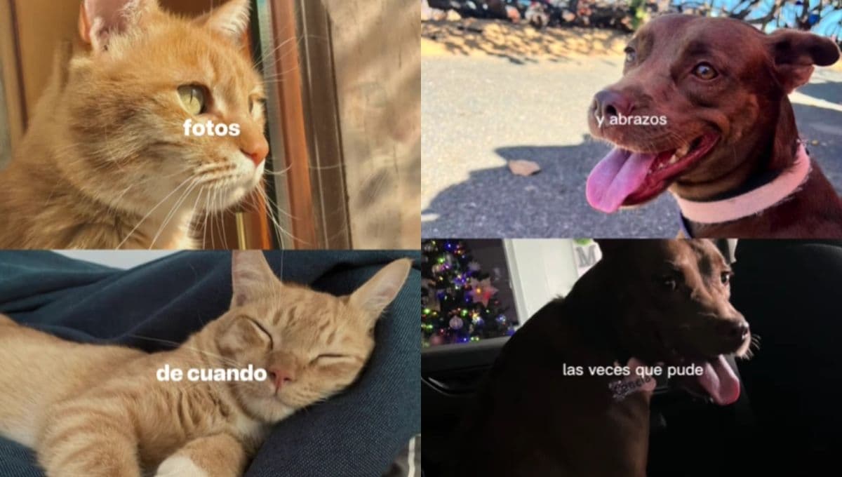 ‘Debí tirar más fotos’ El trend de tiktok qué recuerda a las mascotas fallecidas