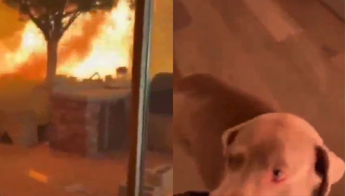 VIDEO: Lomito y su dueño quedan atrapados entre las llamas de los incendios de California