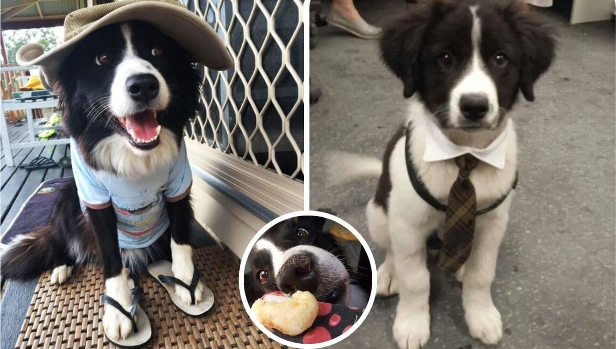 5 FOTOS de perritos border collie negros y tiernos