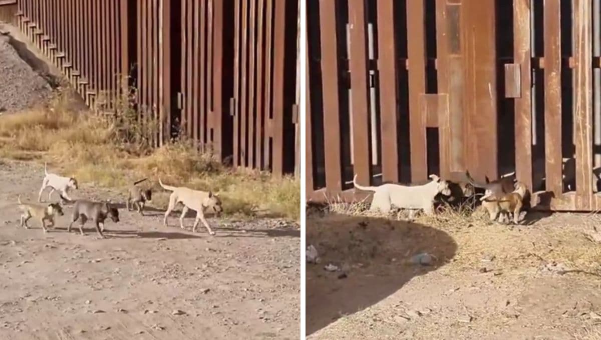 Manada de perros se cruza la frontera descaradamente y nadie los detiene: VIDEO