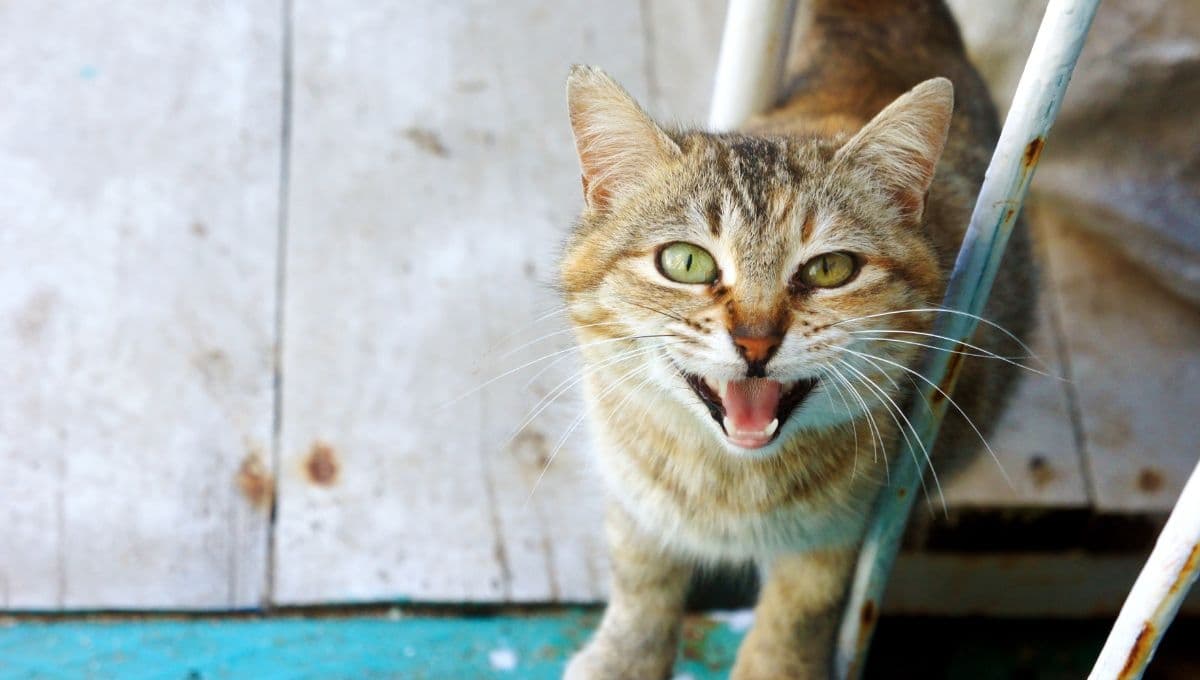 Por qué debes preocuparte si tu gato jadea como perro