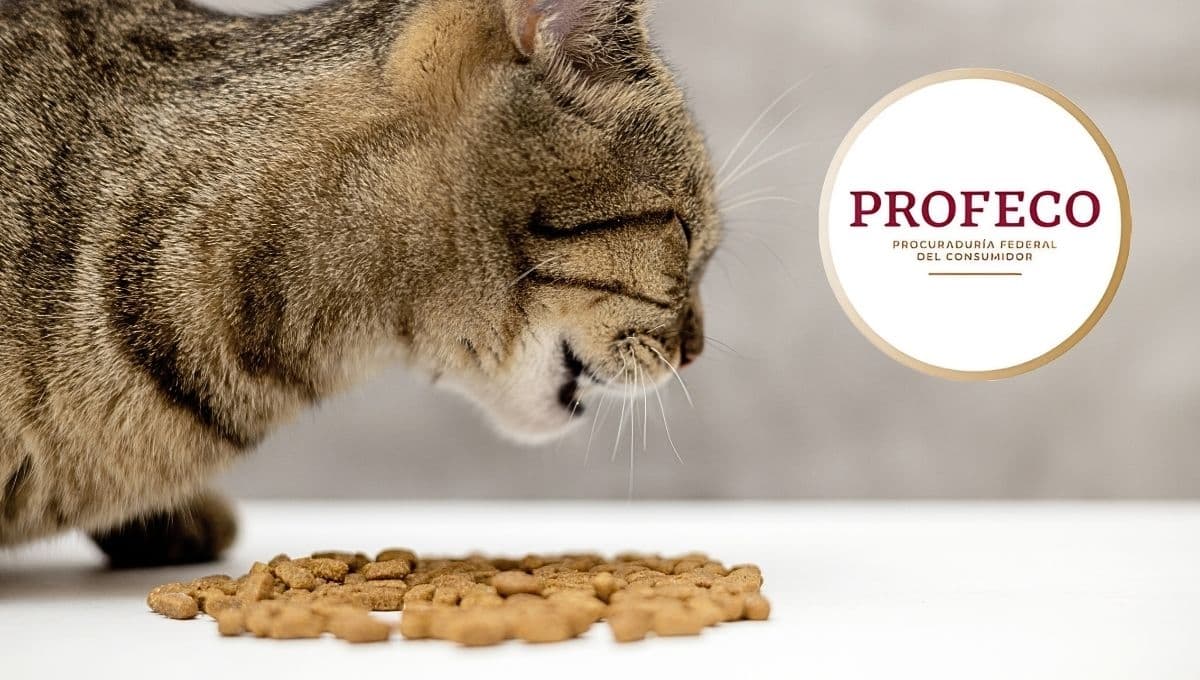 Conoce las mejores marcas de alimentos para gato: Profeco revela lista