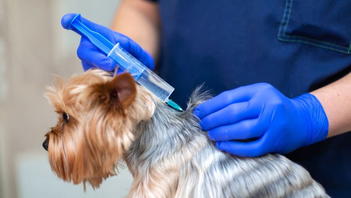¿Cómo saber si una campaña de vacunación para perros y gatos es real?