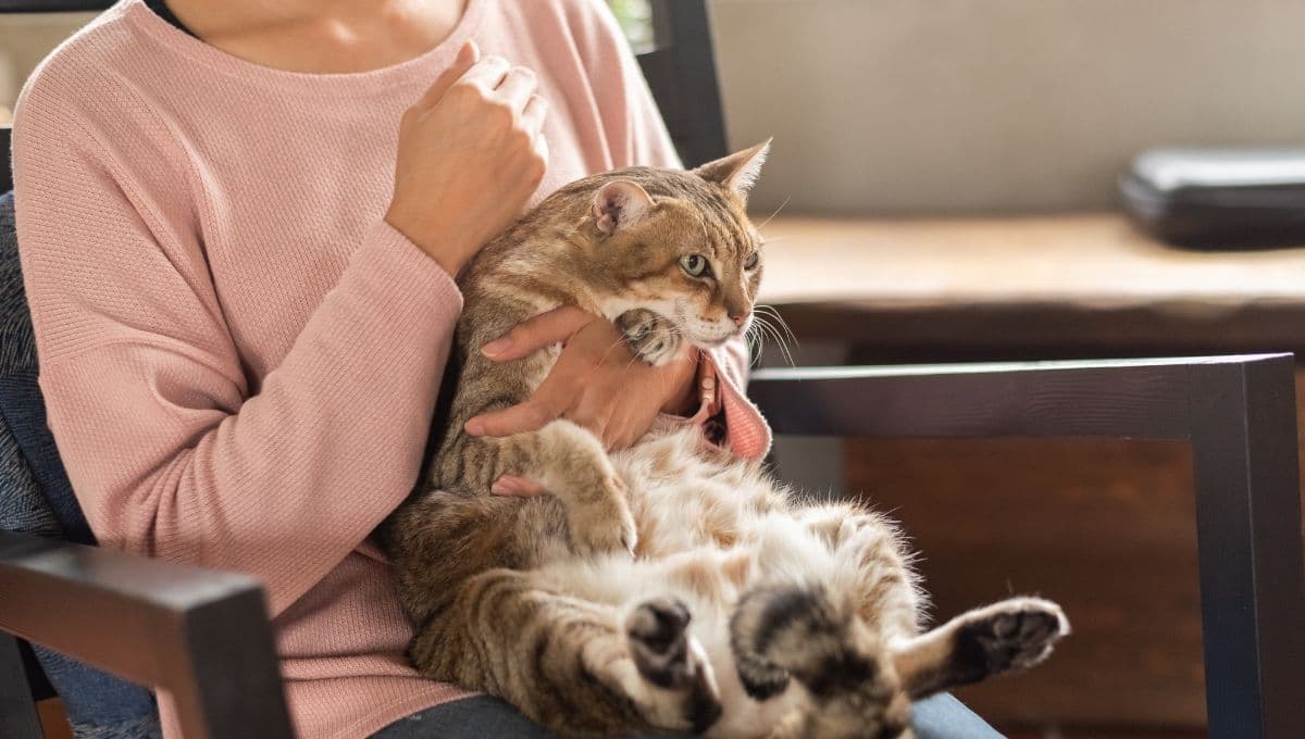 ¡No lo lastimes! Esta es la forma correcta de cargar a tu gato