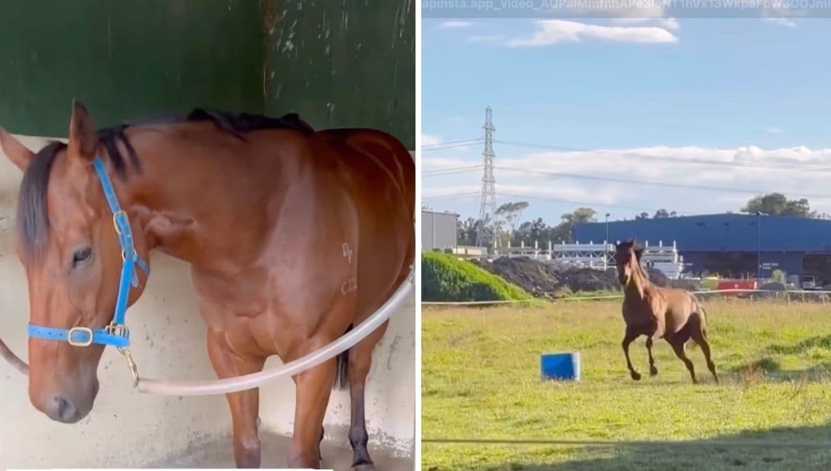 VIDEO: La hermosa reacción de un caballo al salir al aire libre después de 2 años encerrado