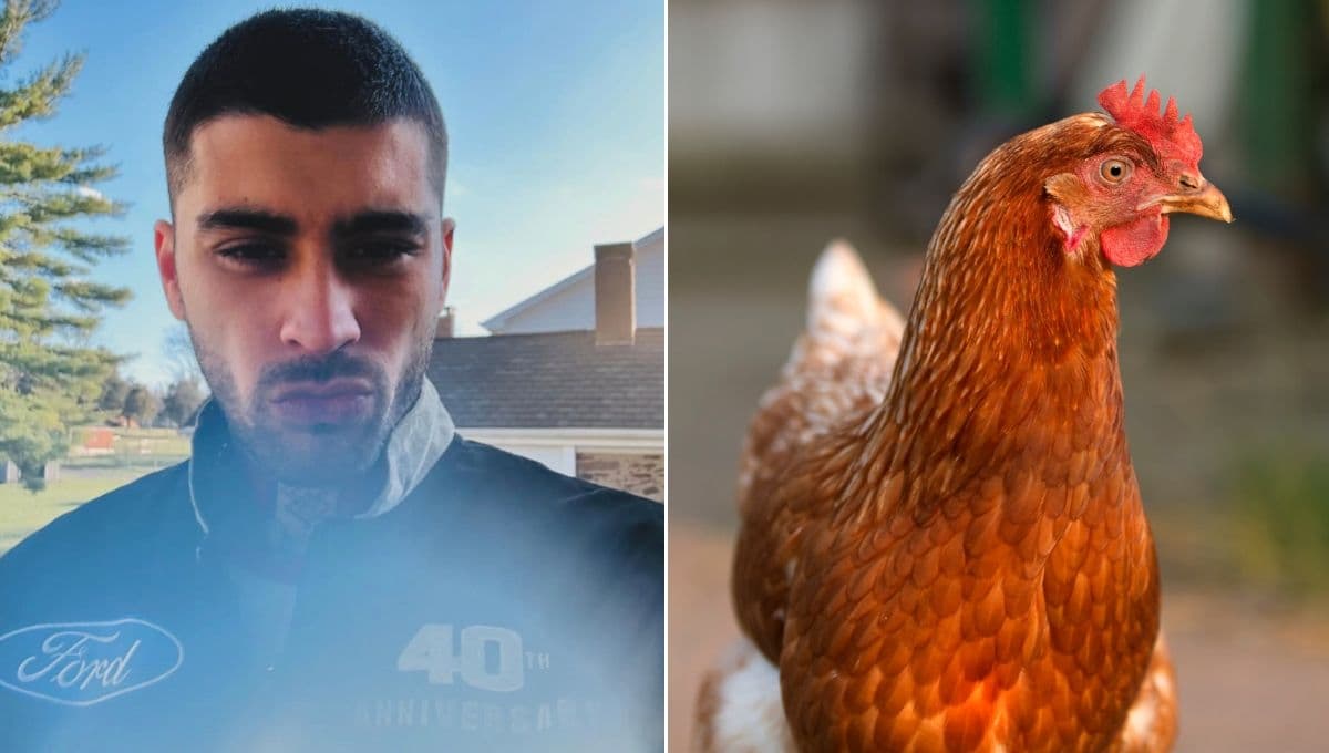 La triste historia por la que Zayn Malik decidió dejar de ponerle nombre a sus gallinas