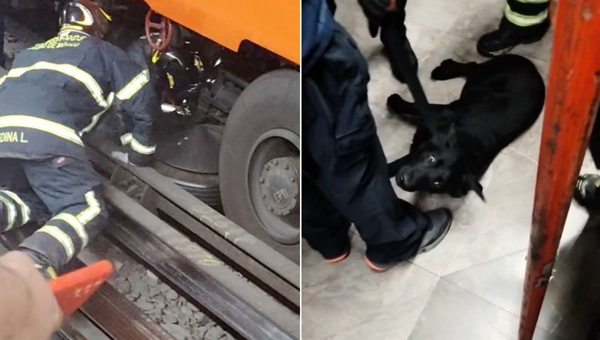 Pese a retraso, usuarios celebran el rescate de perrito que cayó a las vías del metro