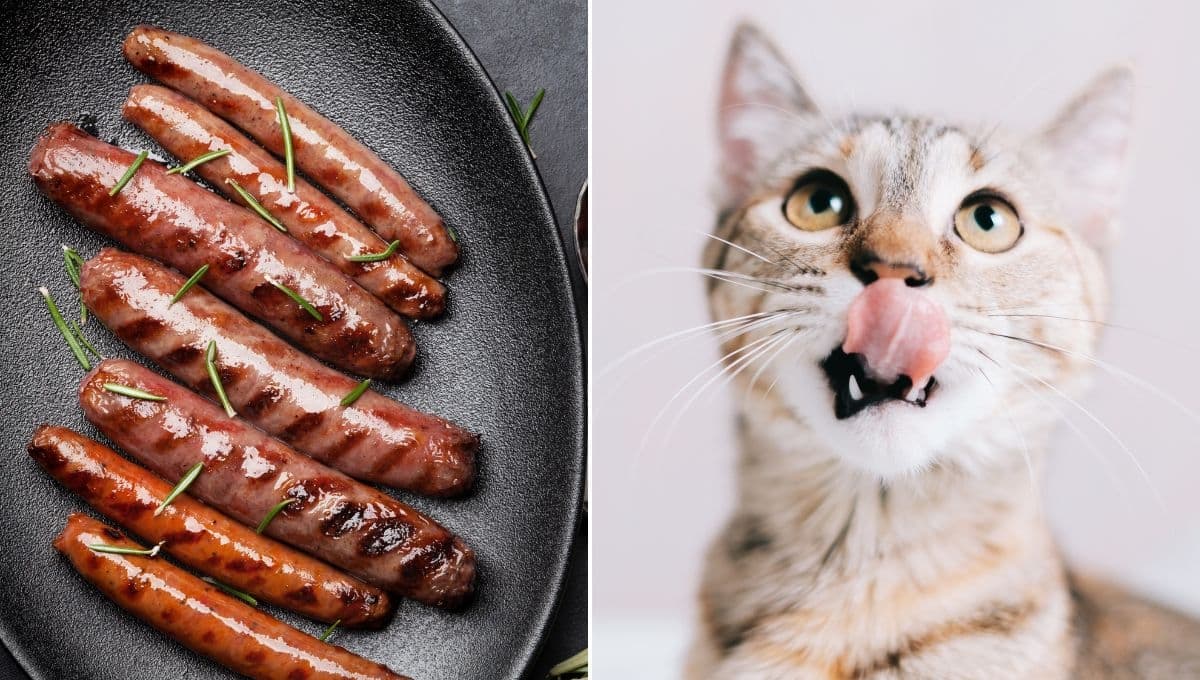 ¿Pueden los gatos comer jamón o salchichas?