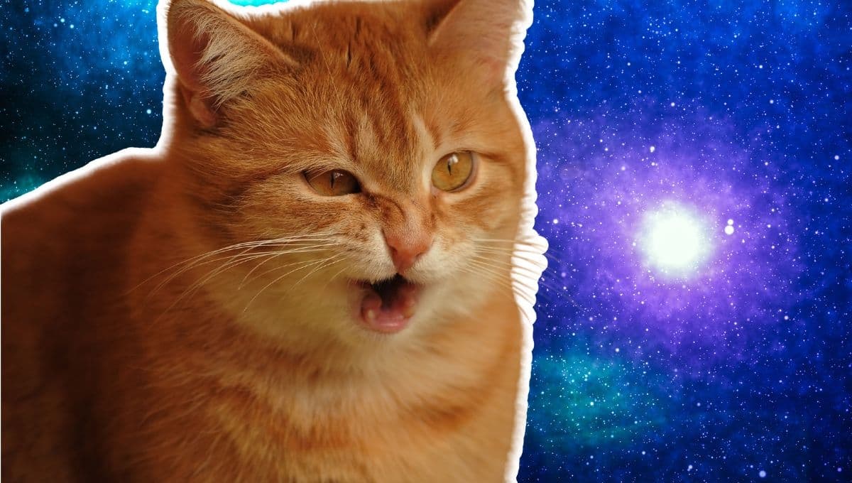 Horóscopo de tu gato: Las predicciones para tu michi hoy sábado 11 de enero