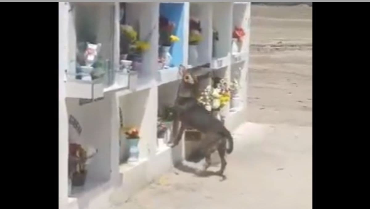Perrito fue a buscar a su dueño al cementerio; así lo encontró (VIDEO)