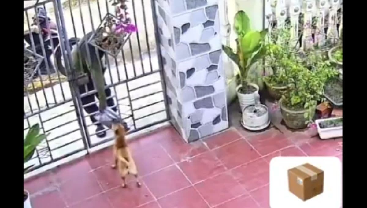 VIDEO: ¡Inteligencia al máximo! Perrito recibe el correo de su dueño cuando no está en casa