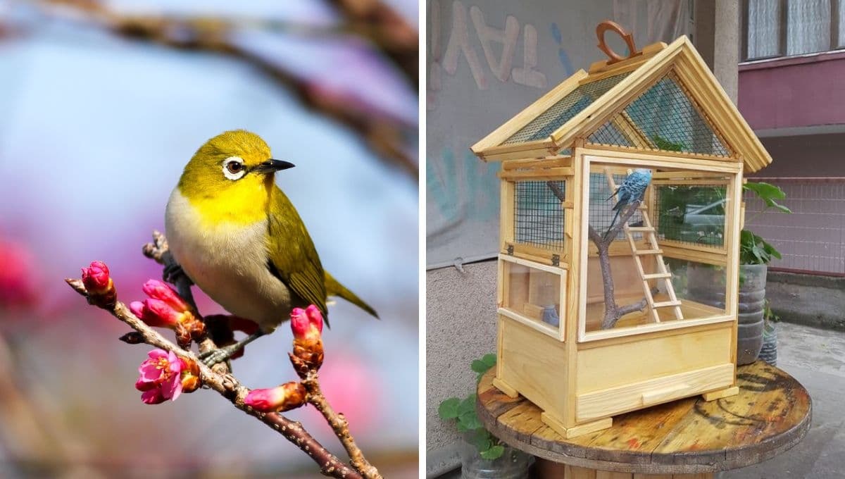 ¿Cómo hacer una jaula para pájaros con material reciclado? | Paso a paso
