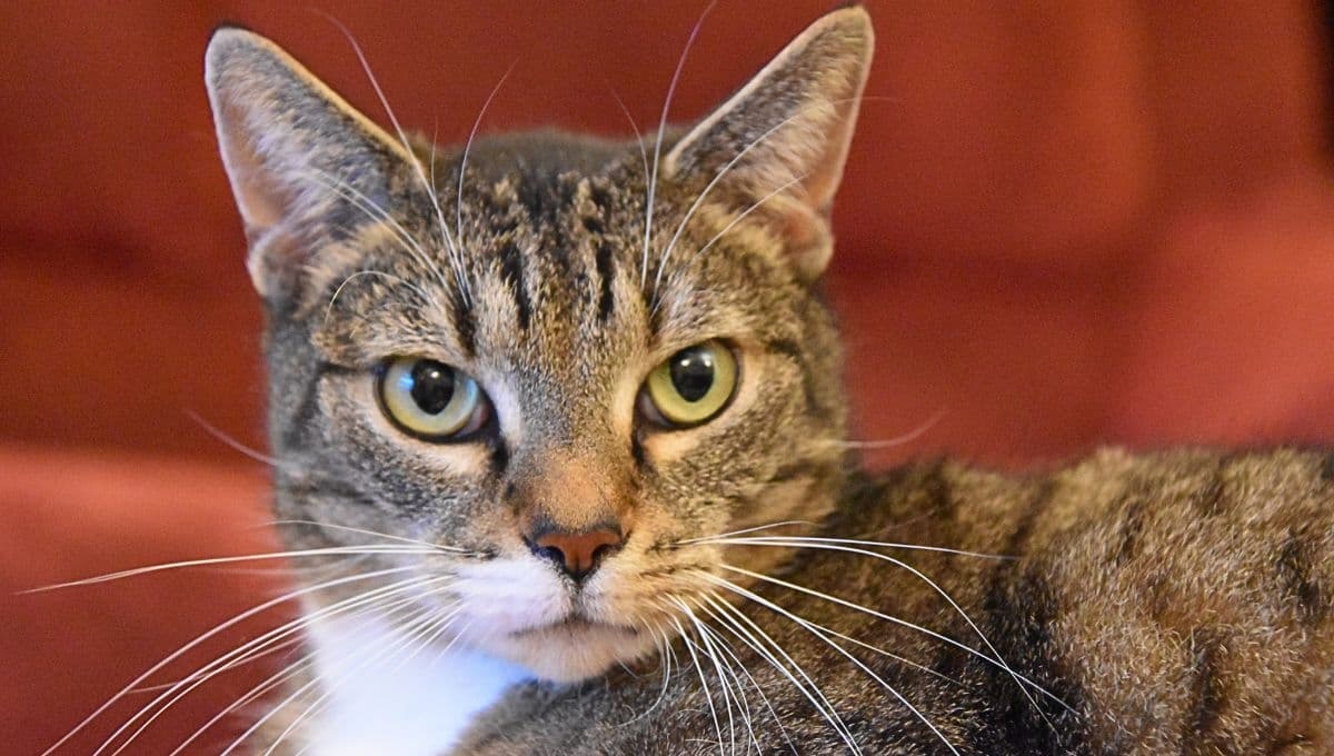 Diabetes en gatos: síntomas, y cómo detectarlo